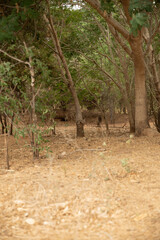 Ravenswood, Queensland, Australia