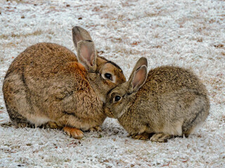 Small gray rabbit baby cub or hare with mother sitting together. Sweet bunny rabbit hare - mother and baby. Wild cute rabbit or hare with cub in a winter field with first snow its natural habitat.