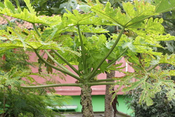 leaves in the garden