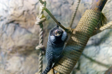 Callitrichidae is a family of primates belonging to the broad nosed monkeys of the New World