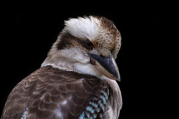 close up of a kookaburra