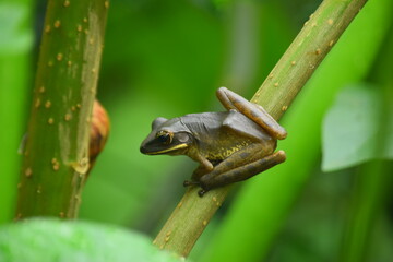 Asian Frog in the garden