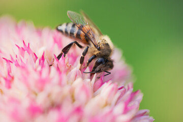 Honey bees collect pollen Spiraea flower. Macro shot.