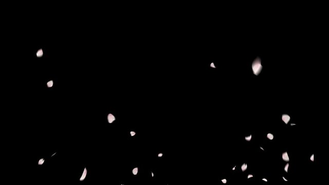 Cherry Blossom Explosion. This work is explosion of petals cherry blossom with alpha channel you can place on footage or background and easier to change color.