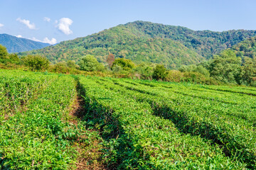 Fototapeta na wymiar Green tea leaves on the tea bush. the static camera, the autumn harvest