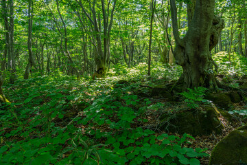 初夏の鳥海高原の変形したブナの巨木