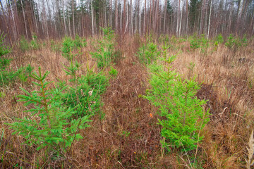 Young tree seedlings grow in the forest on the site of a cut forest. The concept of reforestation after deforestation.