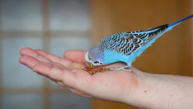 A tame bird. budgerigar on hand eats grains.