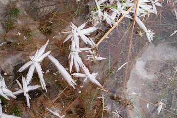 Frost crystals on moss and grass.