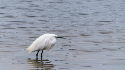 White egret on the lake