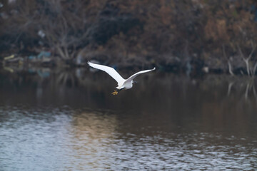 Heron in flight over lake