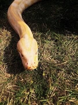 Close up of golden yellow python. Snake coiled lying on ground
