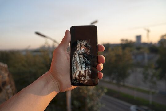 Novosibirsk, Novosibirsk region, Russian Federation, 13.09.2020. Smartphone with a photo of a cat in your hand on the background of the sunset, close-up
