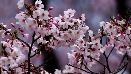 pink cherry blossom