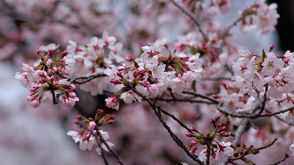 cherry blossom