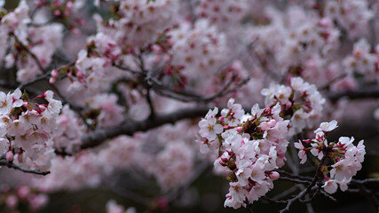 pink cherry blossom