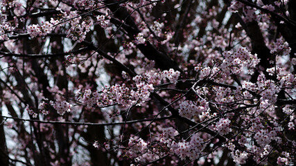 pink flowers in the garden
