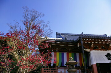 京都　智積院 金堂前の紅梅