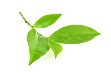 green tea leaf isolated on white background.