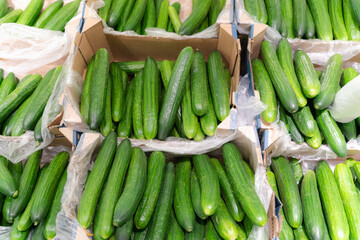 Cucumbers background. big harvest of cucumbers from the field.