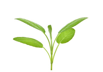 Sage leaves isolated on white background