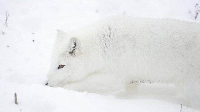 Panning and following an Arctic Fox as it walks through the snow.