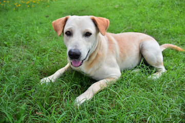 golden retriever puppy