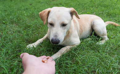 labrador retriever