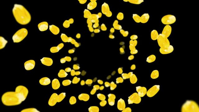 Flying many corn grains on black background. Yellow sweet corn seeds. Vegetarian. Healthy food. 3D loop animation of corn rotating.
