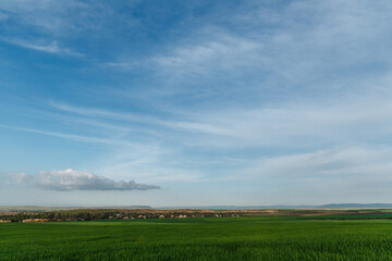 Green field and sky with clouds, grass in spring background, agricultural cereal crop