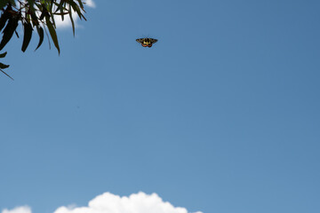 Colourful butterfly flying freely in beautiful blue sky with background space for text