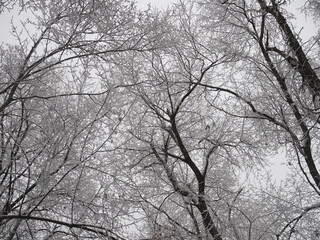 winter forest in cloudy weather, the crown of the trees are covered with frost
