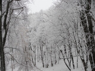 winter forest in cloudy weather, the crown of the trees are covered with frost