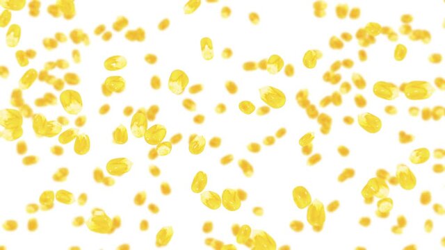 Flying many corn grains on white background. Yellow sweet corn seeds. Vegetarian. Healthy food. 3D loop animation of corn rotating.