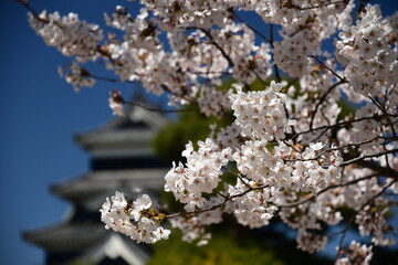 Cherry blossom and castle.