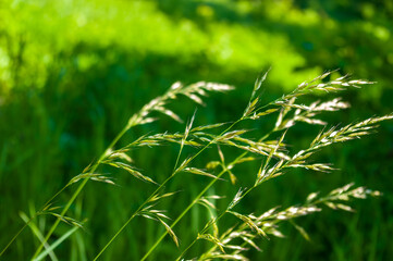 Spring Blooming field - bright green plants, grass and wildflowers with young foliage on a bright warm sunny day in early spring.