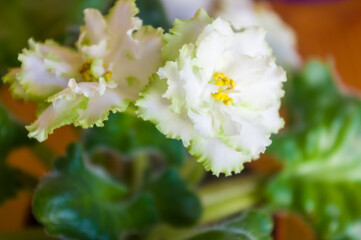 Blooming Home decorative flowers African violet Saintpaulia Irish Laughter, LLG-Herringshaw selection.