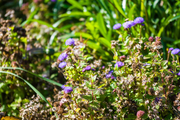 Spring Blooming field - bright green plants, grass and wildflowers with young foliage on a bright warm sunny day in early spring.