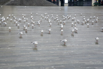 Seagulls on a square at city of Zurich, Switzerland.