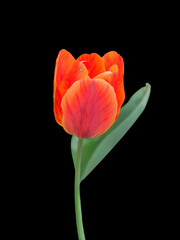 Close-up of a orange tulip isolated on black background