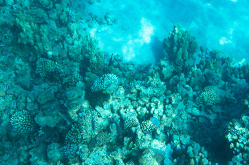 Naklejka na ściany i meble Seabed landscape with corals, underwater
