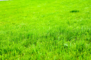 Spring or summer natural abstract background with grass in the garden