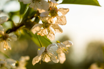 Background blooming beautiful white cherries in raindrops on a sunny day in early spring close up, soft focus