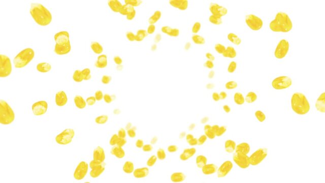 Flying many corn grains on white background. Yellow sweet corn seeds. Vegetarian. Healthy food. 3D loop animation of corn rotating.