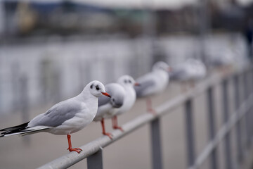 Seagulls on a fence, pier at lake of Zurich, Switzerland.