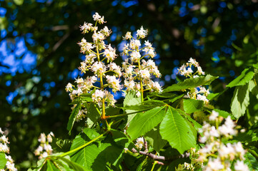 Flowering branches of chestnut Castanea sativa tree, and bright blue sky