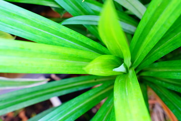 Obraz premium Closeup and Blur of nature green leaves background, Summer Morning natural Light.Green leaf texture background. Green Concept.