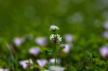 Spring Blooming field - bright green plants, grass and wildflowers with young foliage on a bright warm sunny day in early spring.