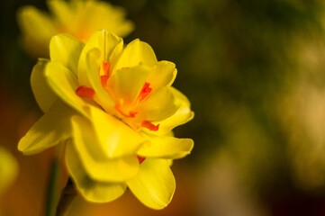 Obraz na płótnie Canvas Amazing yellow huge bright daffodils in sunlight