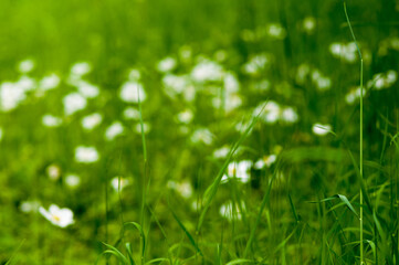 Spring Blooming field - bright green plants, grass and wildflowers with young foliage on a bright warm sunny day in early spring.